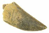 Serrated, Raptor Tooth - Real Dinosaur Tooth #285165-1